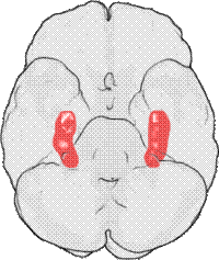 Расположение гиппокампа (вид с нижней стороны мозга), передняя часть мозга соответствует верхней части рисунка. Красные пятна показывают примерное положение гиппокампа в височной доле мозга.
