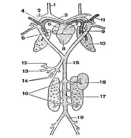 ris._4-2_3.jpg